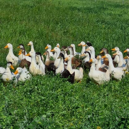 Ente