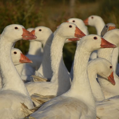 Gans